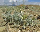 genus Astragalus. Цветущее растение. Алтай, Кош-Агачский р-н, 5 км ЮВ с. Чаган-Узун, долина р. Тыдтуярык, горная полупустыня. 8 июля 2019 г.