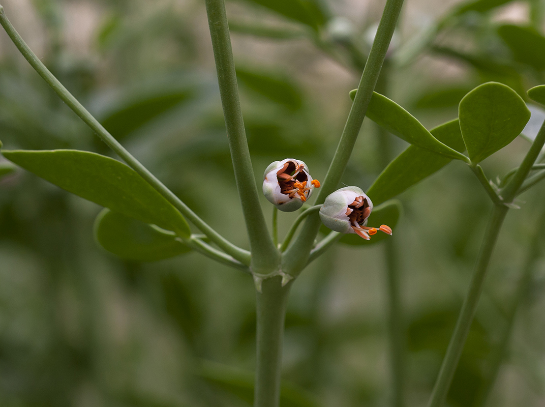 Image of Zygophyllum fabago specimen.