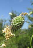 Scabiosa ochroleuca. Верхушка побега с соплодием (видны засохшие венчики цветков). Карачаево-Черкесия, Урупский р-н, окр. с. Курджиново, остепнённый выход скалы. 3 августа 2019 г.