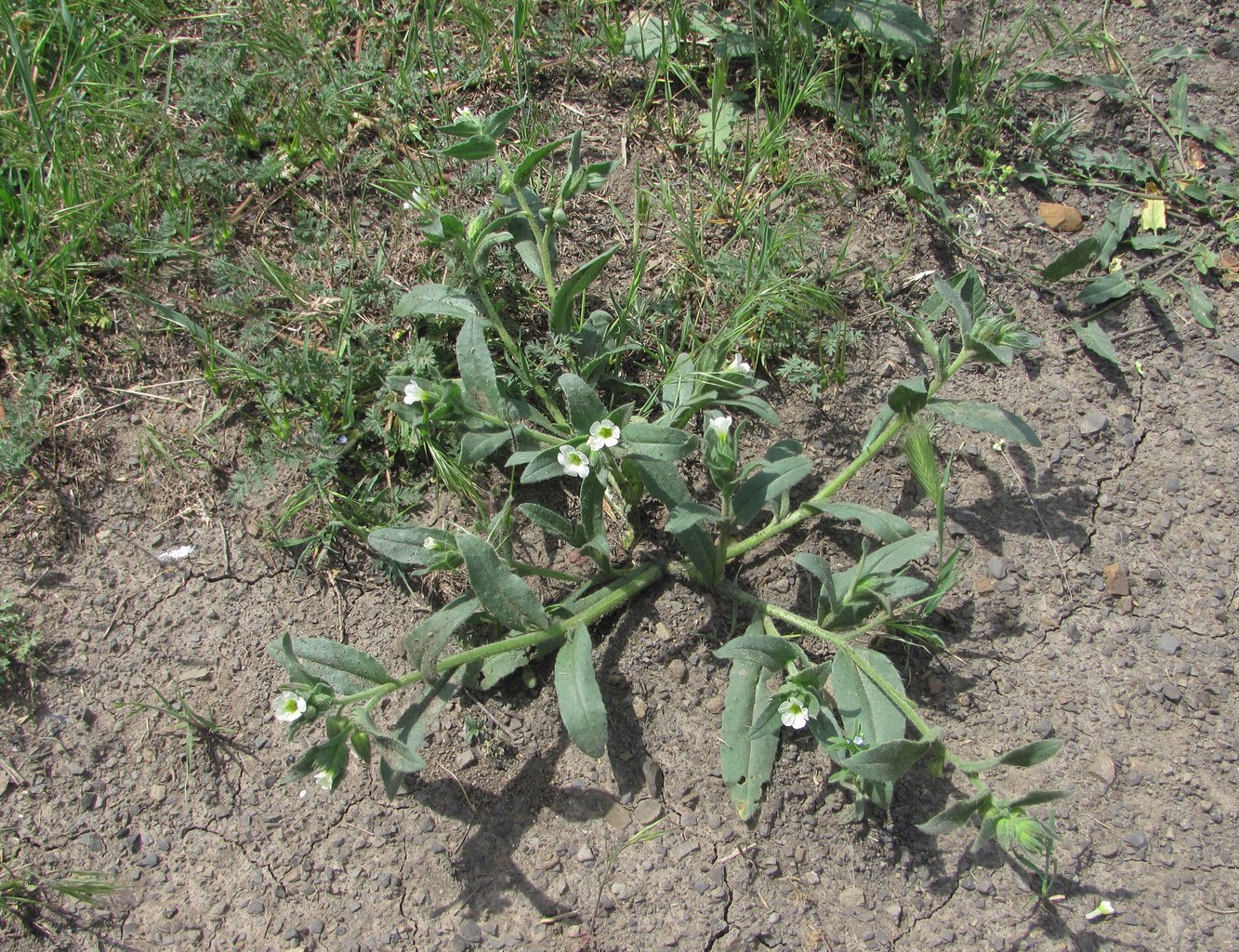 Image of Nonea lutea specimen.