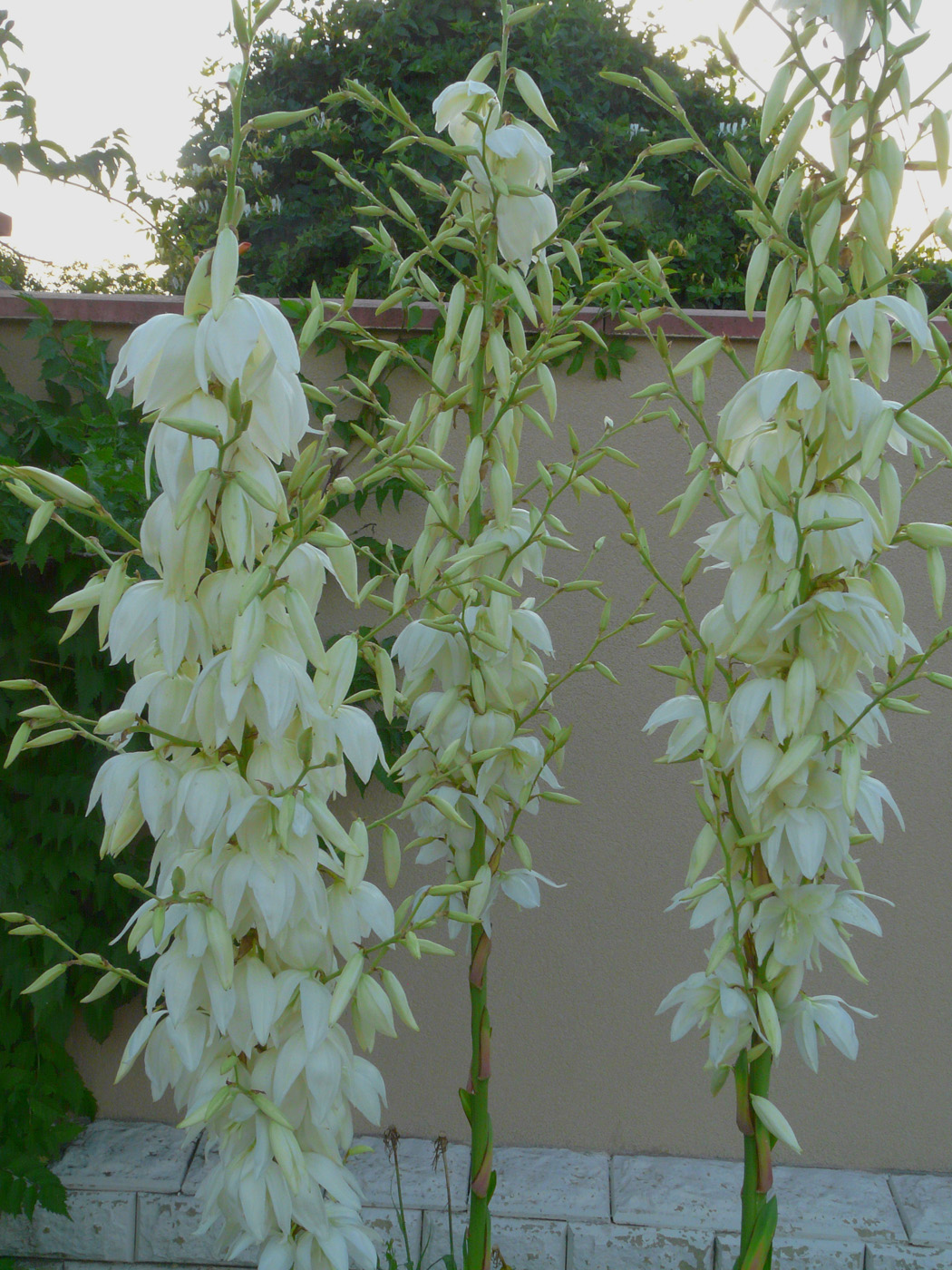 Изображение особи Yucca filamentosa.