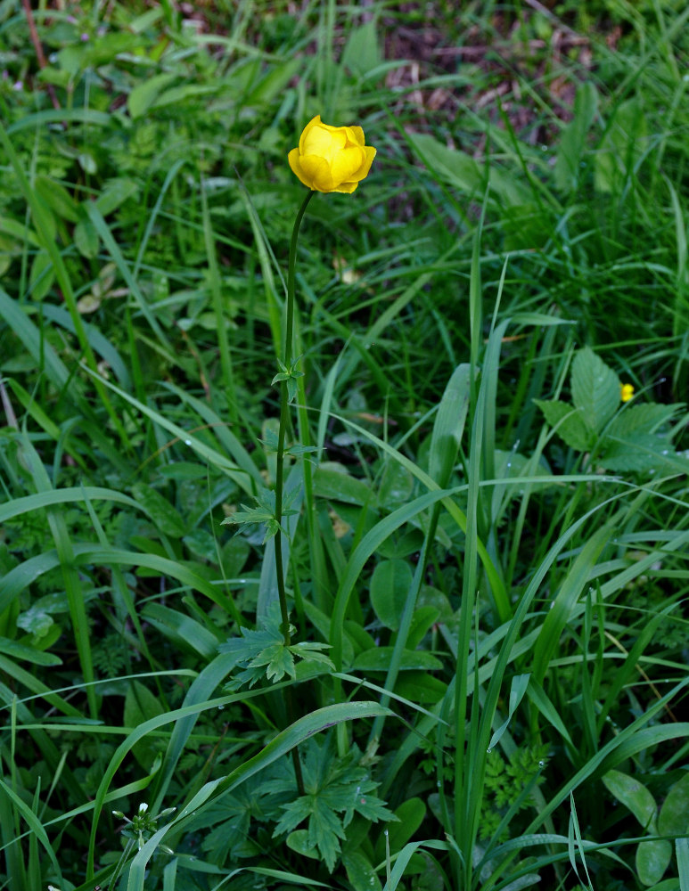 Изображение особи Trollius europaeus.