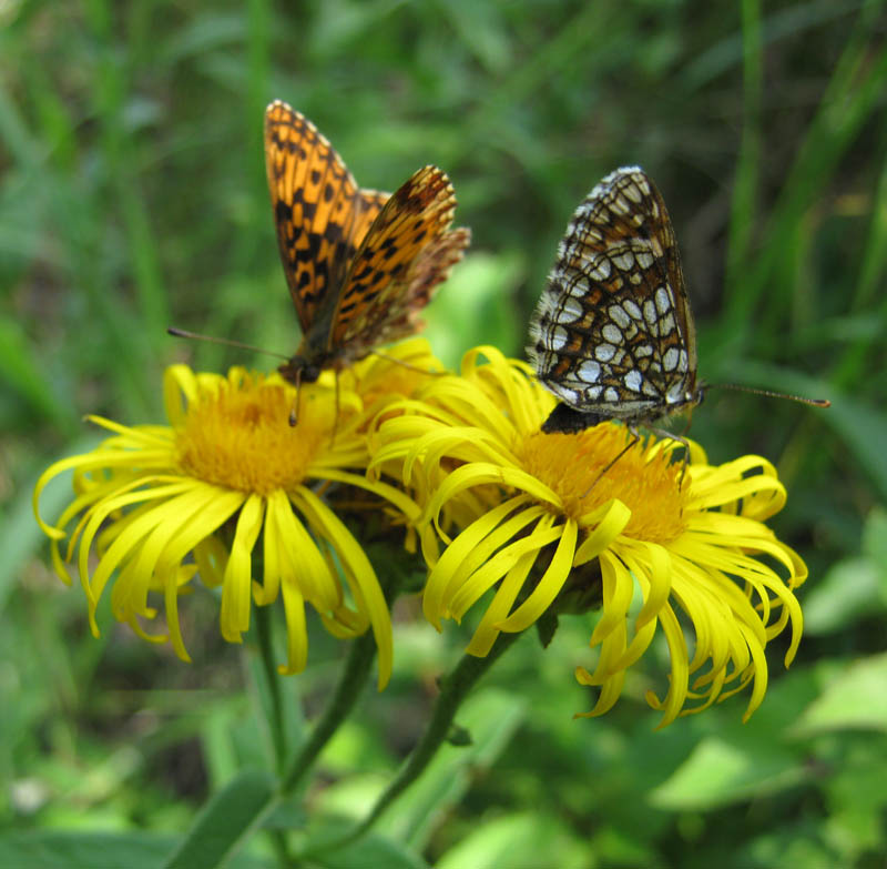 Image of Inula salicina specimen.