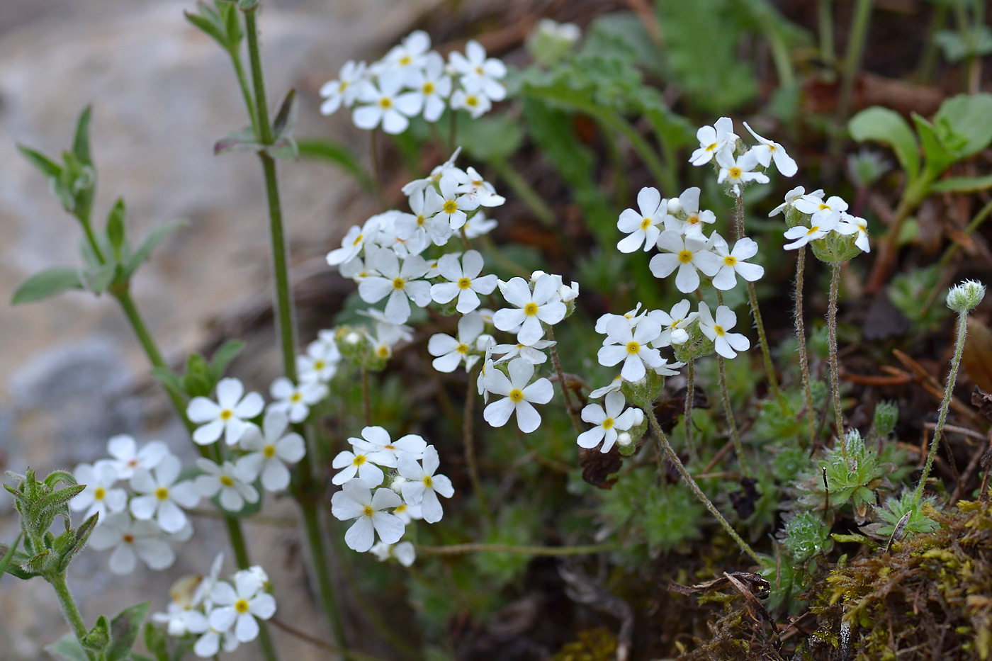 Image of Androsace barbulata specimen.