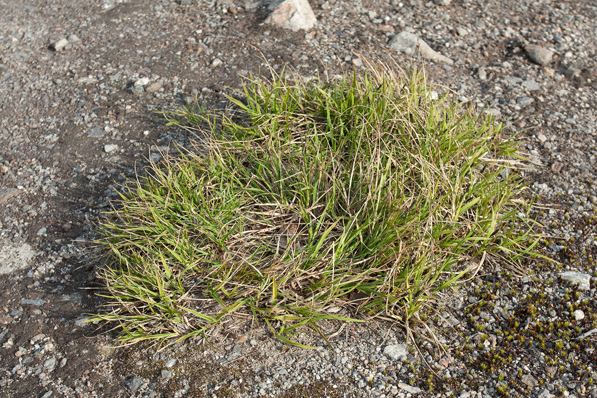 Image of Carex bigelowii specimen.