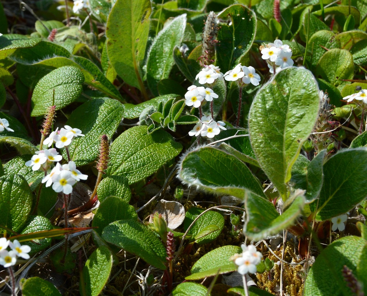 Image of Androsace arctisibirica specimen.