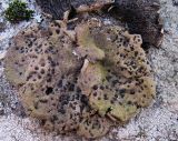 Umbilicaria muehlenbergii