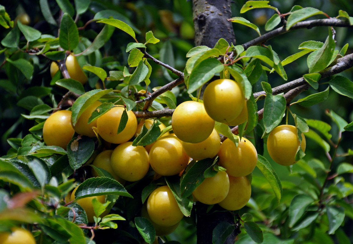 Изображение особи Prunus cerasifera.