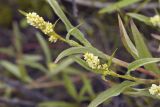 Persicaria scabra