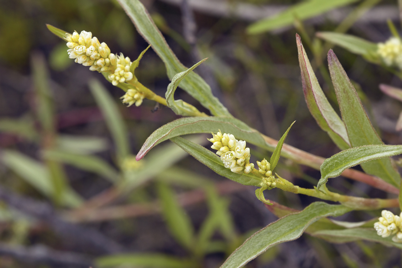 Image of Persicaria scabra specimen.