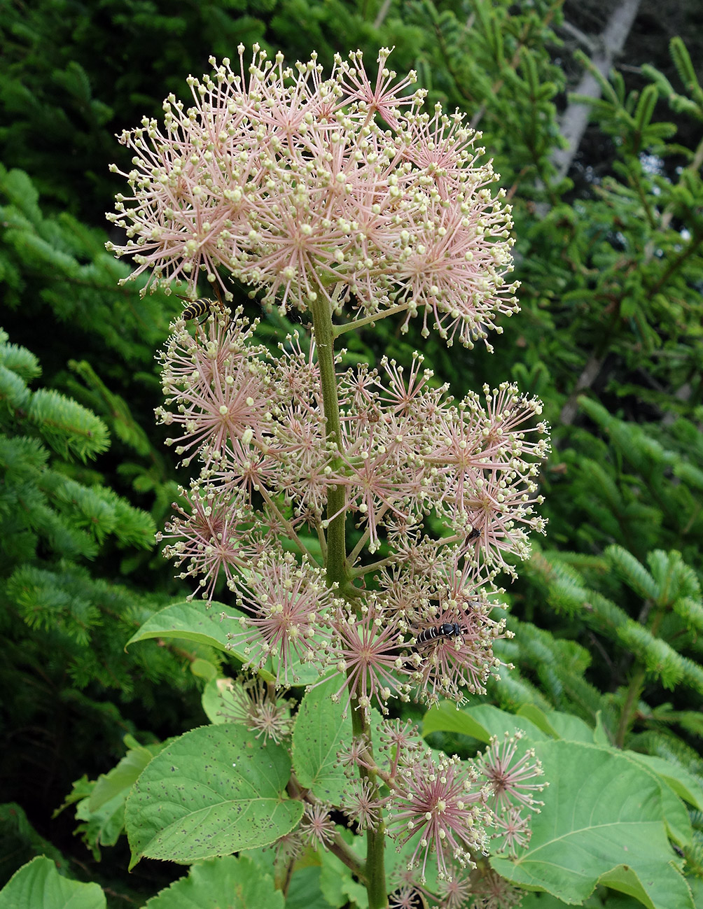 Image of Aralia cordata specimen.