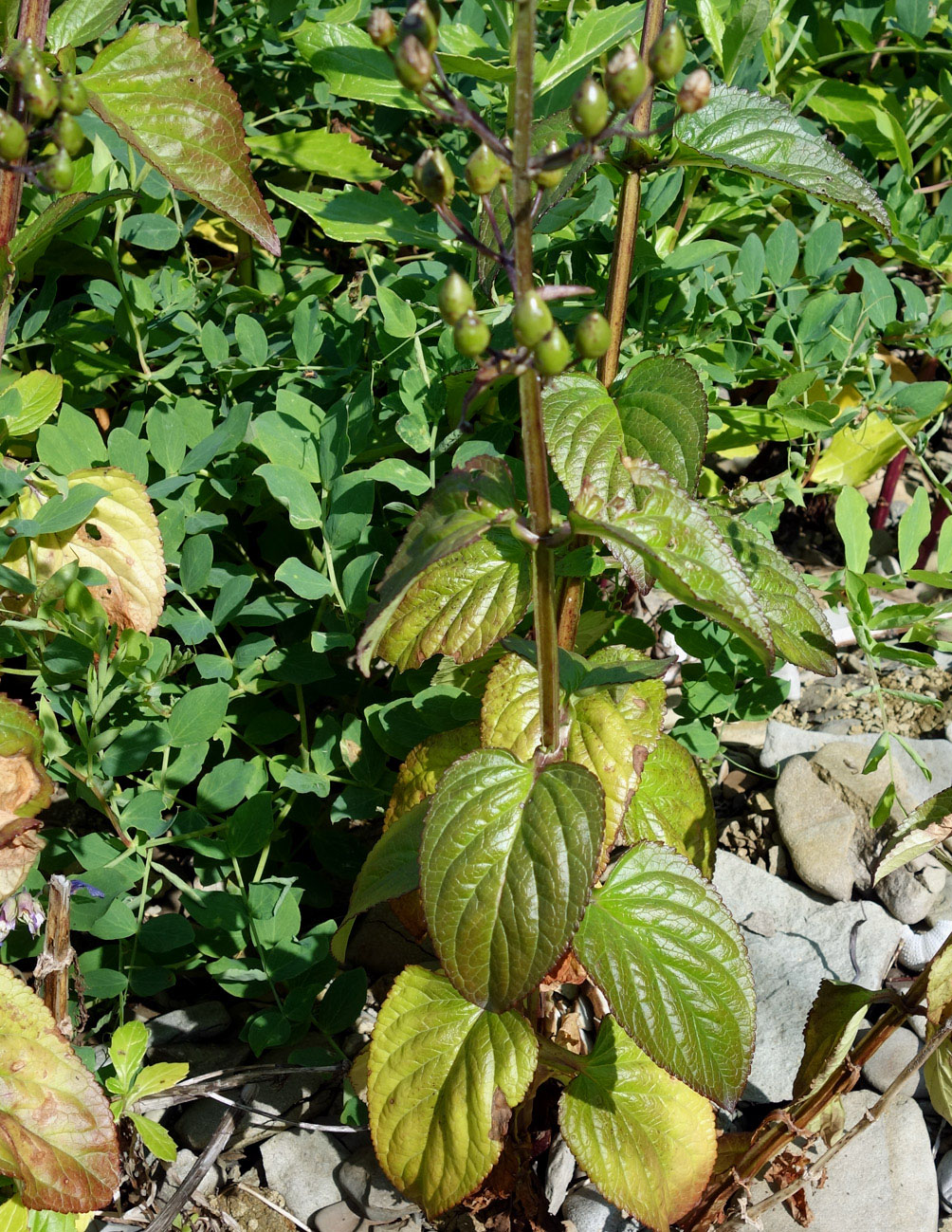 Image of Scrophularia grayana specimen.
