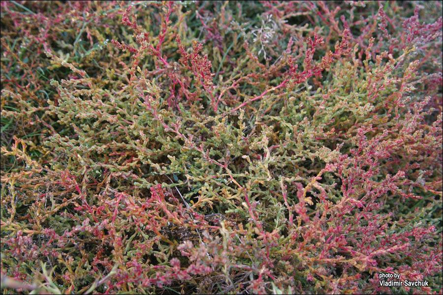 Image of Petrosimonia oppositifolia specimen.