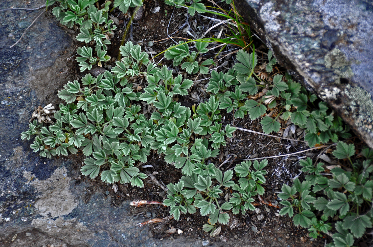 Изображение особи Potentilla acaulis.