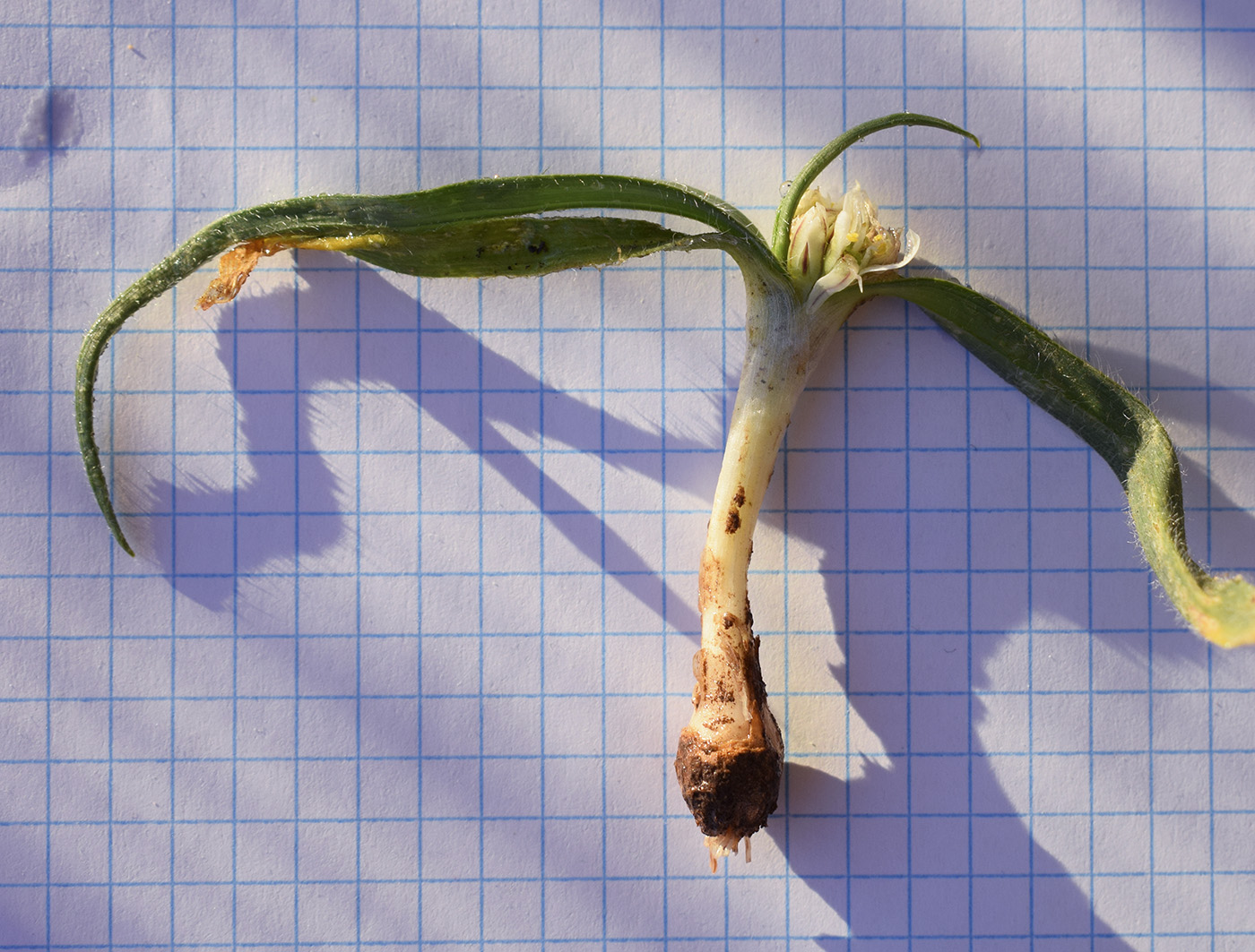 Image of Allium chamaemoly specimen.