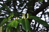Lauro-cerasus officinalis. Верхушка веточки с бутонизирующими соцветиями. Великобритания, Англия, парк \"Landscape Garden\". 21.01.2019.