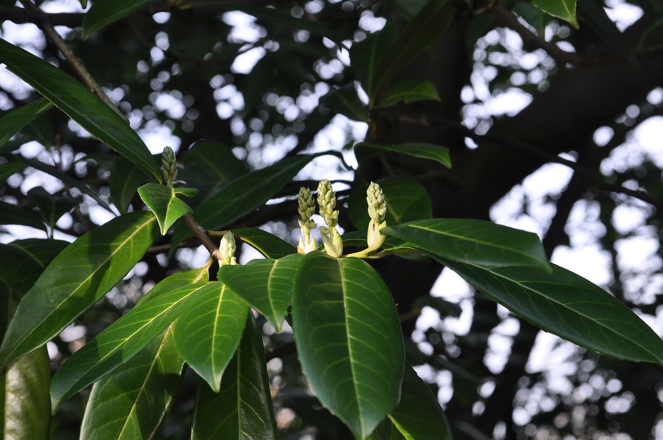 Image of Lauro-cerasus officinalis specimen.