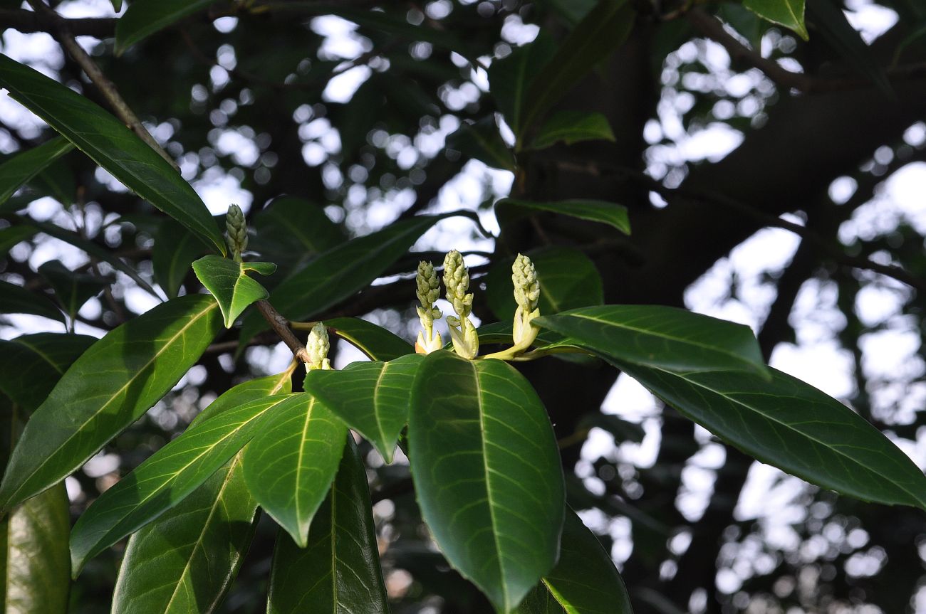 Изображение особи Lauro-cerasus officinalis.