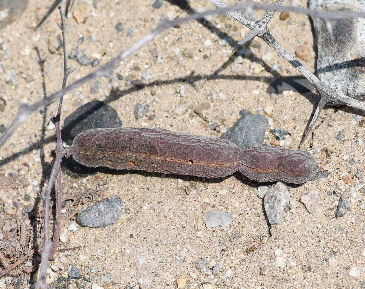 Image of Vachellia aroma var. huarango specimen.