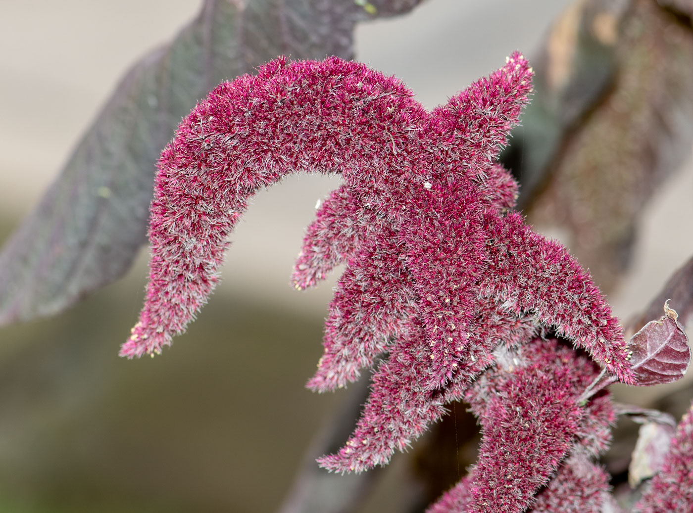 Image of Amaranthus caudatus specimen.