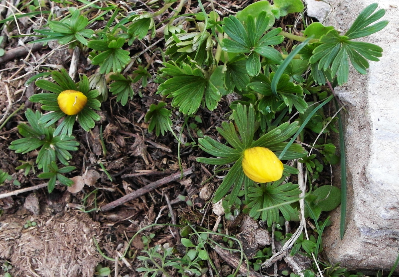 Image of Eranthis longistipitata specimen.