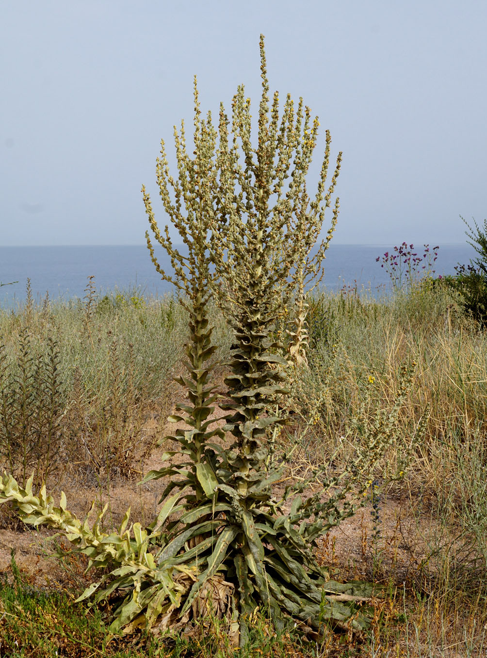 Изображение особи Verbascum songaricum.