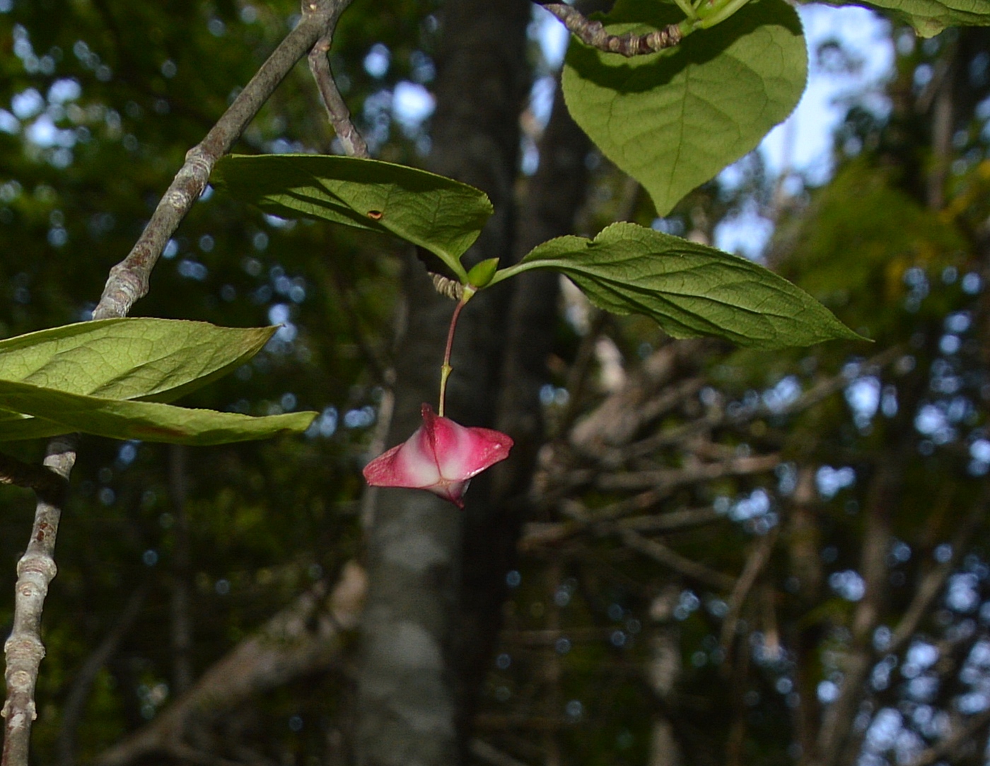 Изображение особи Euonymus miniatus.