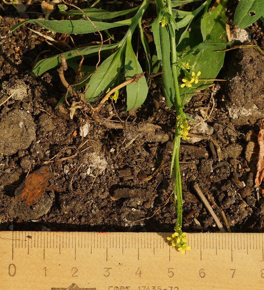 Image of Sisymbrium officinale specimen.