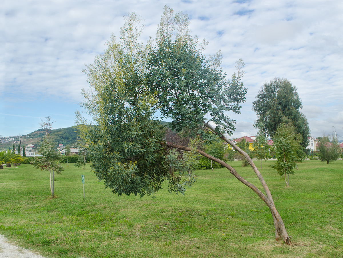 Image of genus Eucalyptus specimen.