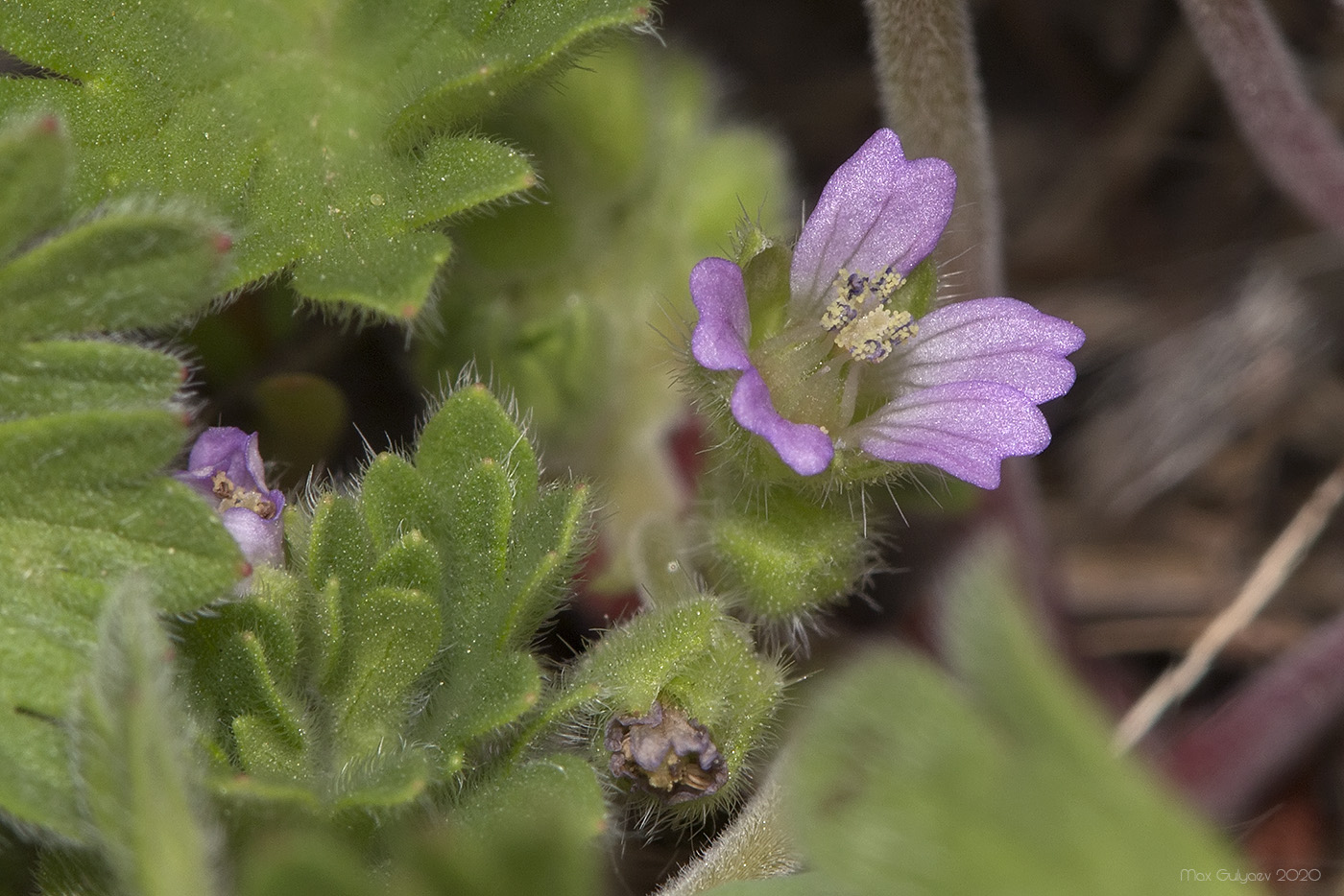 Изображение особи род Geranium.