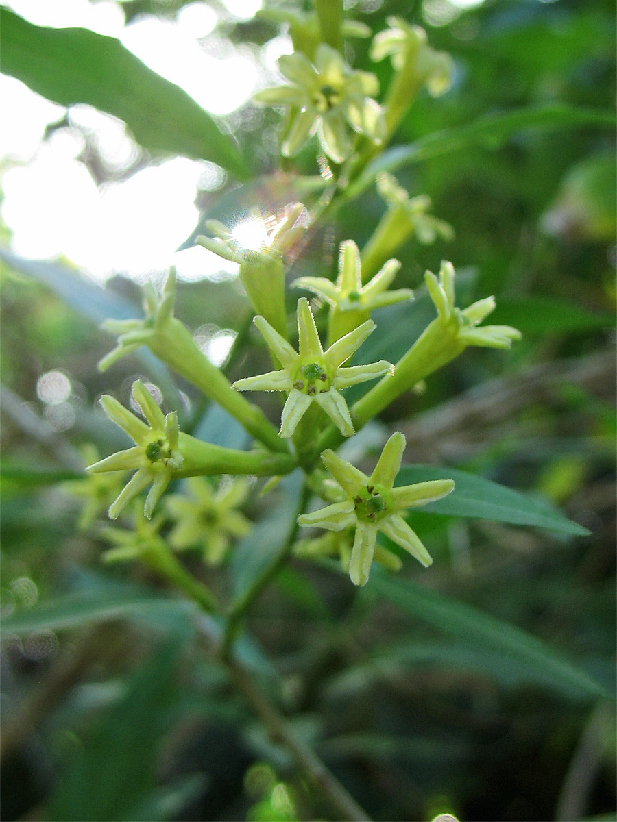 Image of Cestrum parqui specimen.