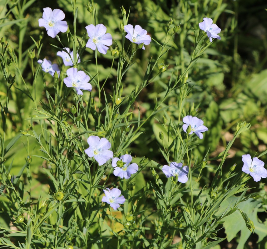 Image of Linum usitatissimum specimen.