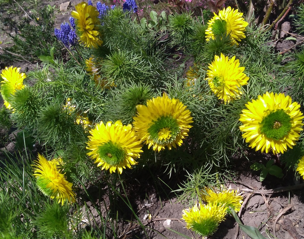 Изображение особи Adonis vernalis.