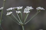 Oedibasis apiculata