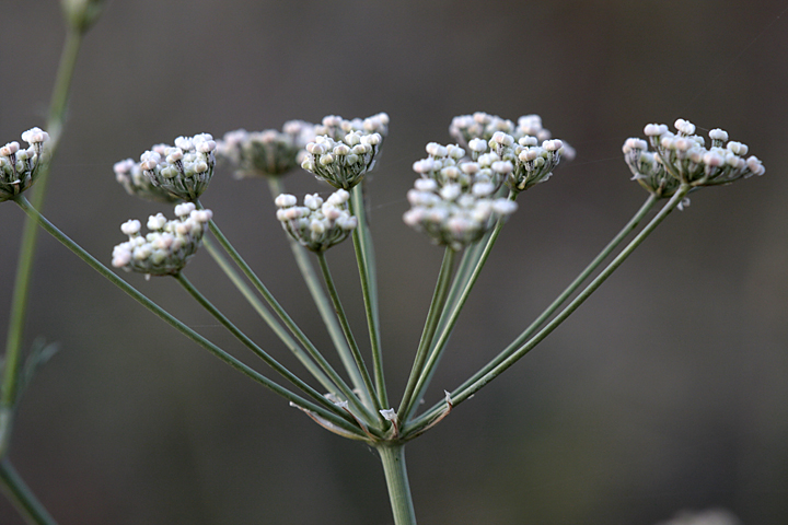 Image of Oedibasis apiculata specimen.