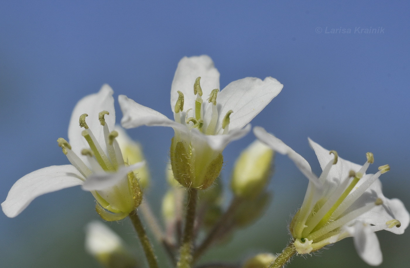 Изображение особи Cardamine leucantha.