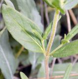 Veronica dentata