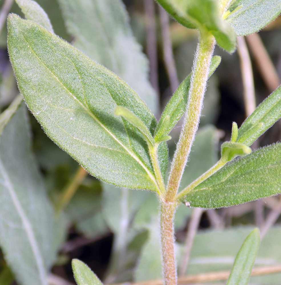 Изображение особи Veronica dentata.