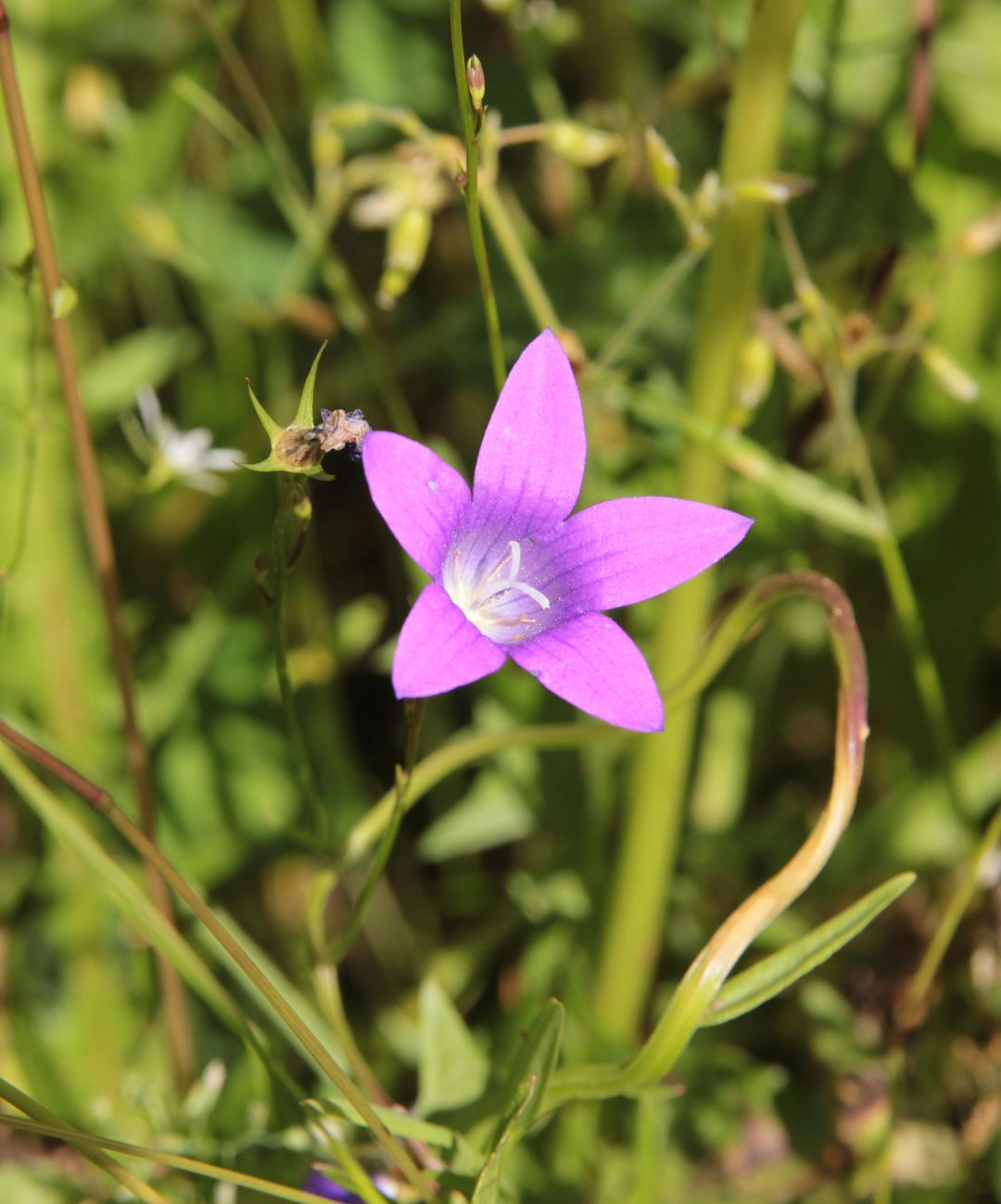 Image of Campanula patula specimen.