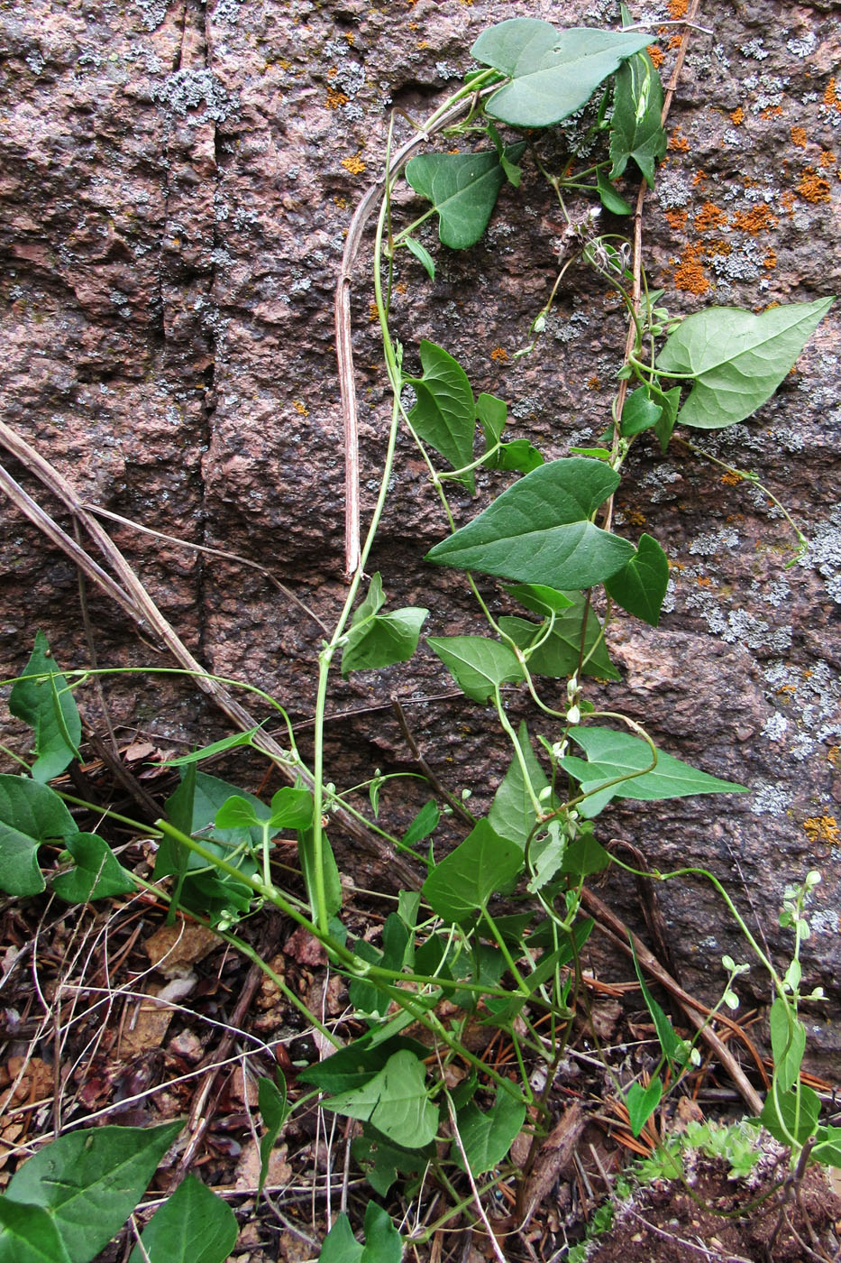 Image of Fallopia convolvulus specimen.