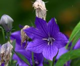 Platycodon grandiflorus