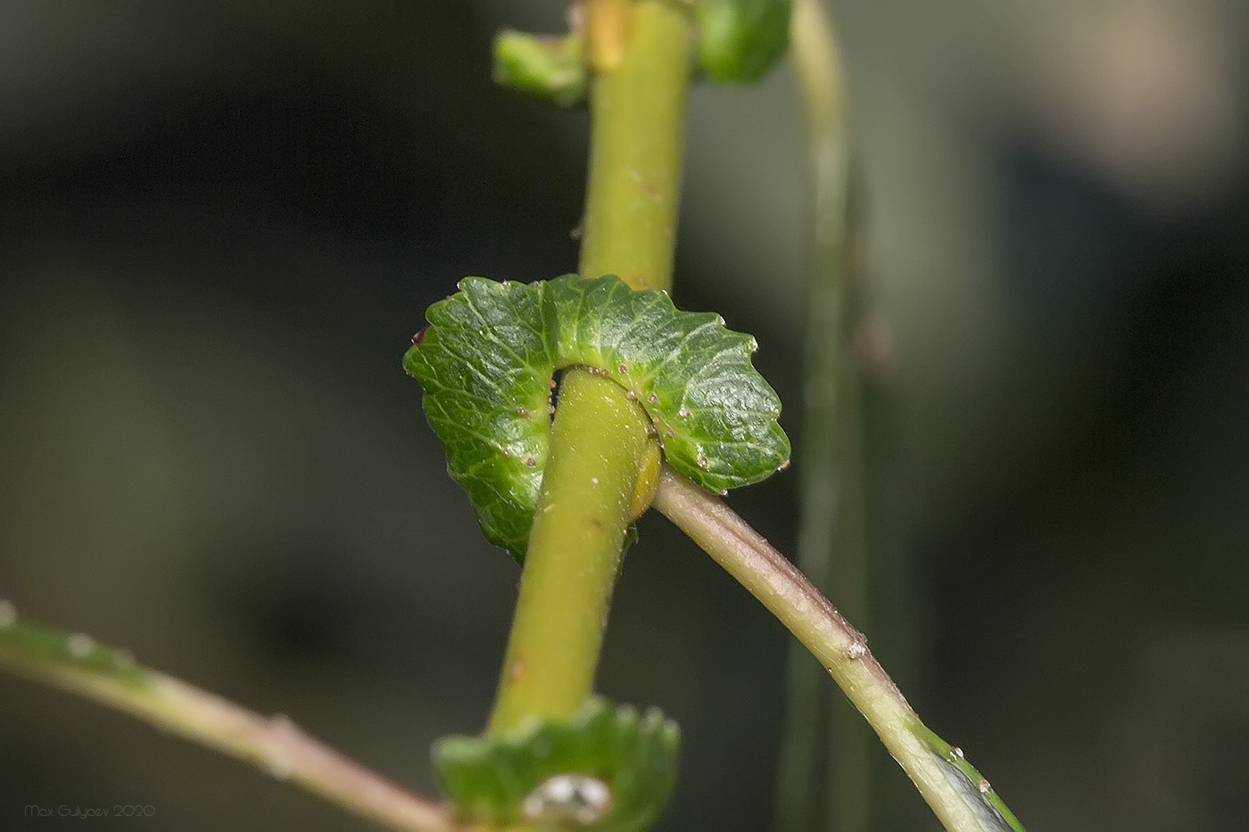 Image of Salix × alopecuroides specimen.