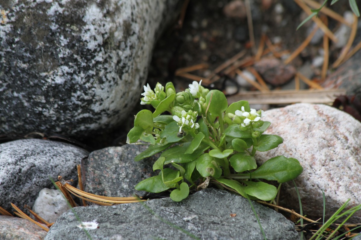 Image of Cochlearia arctica specimen.