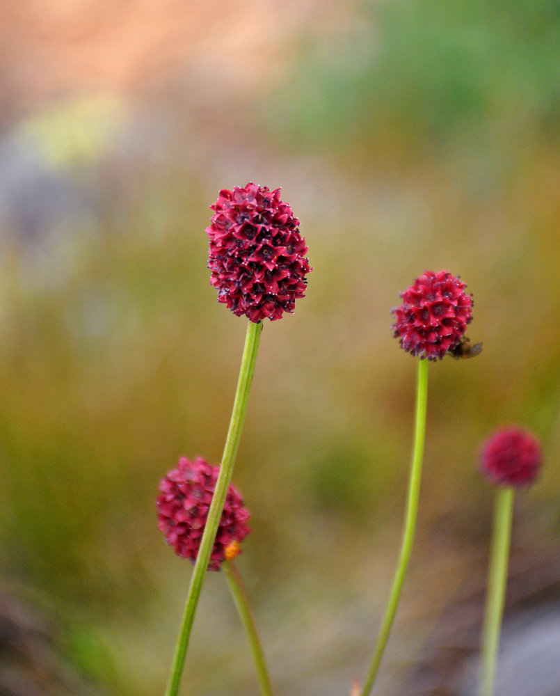 Image of Sanguisorba officinalis specimen.