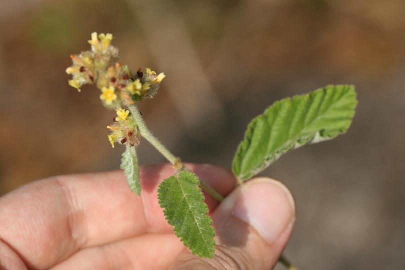 Image of Waltheria indica specimen.