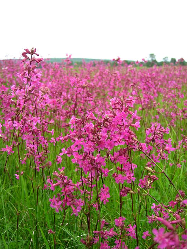 Изображение особи Viscaria vulgaris.