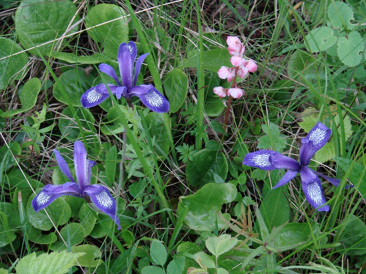 Изображение особи Iris ruthenica.