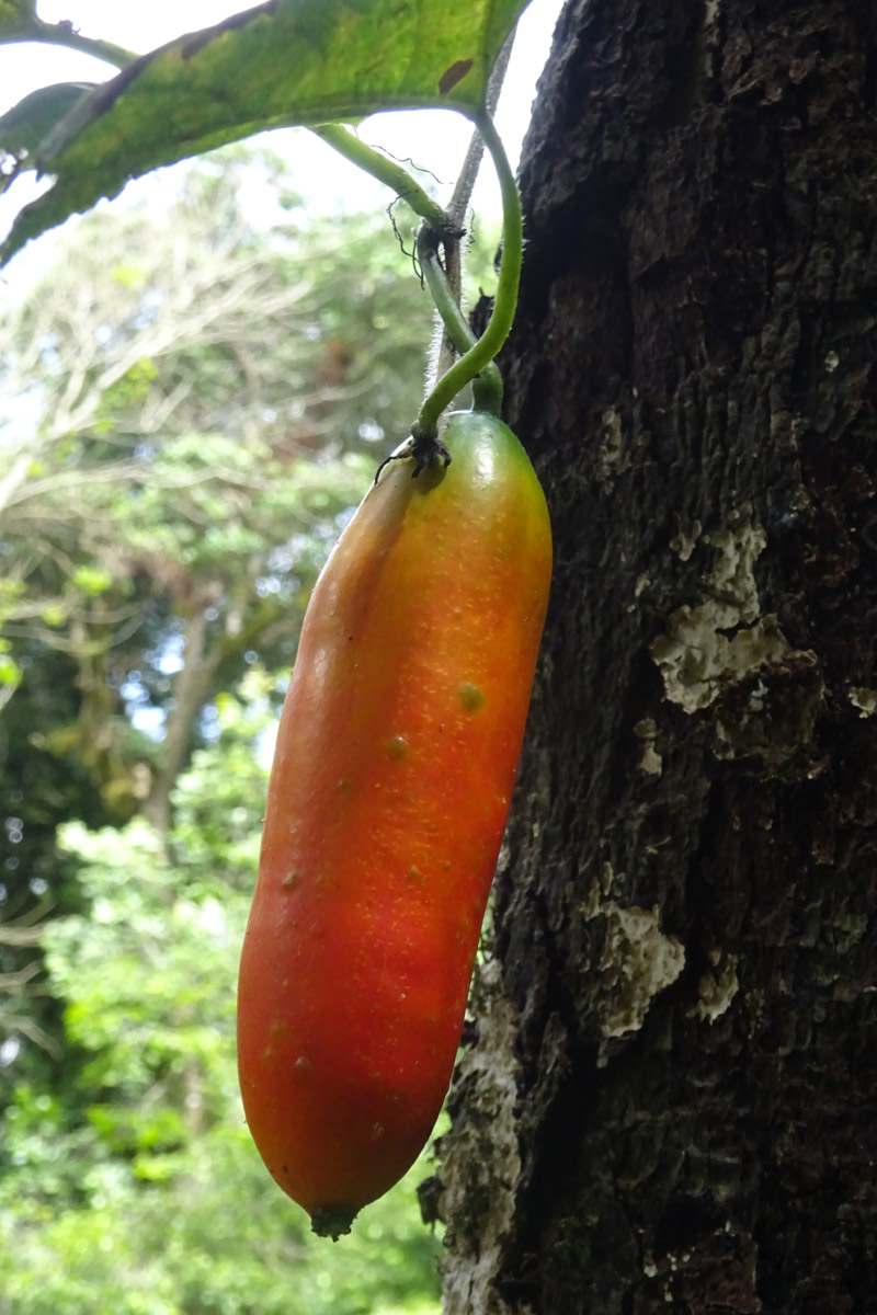 Image of Coccinia grandiflora specimen.