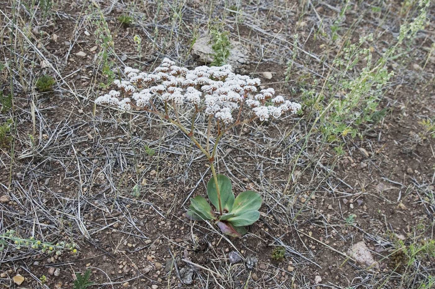 Изображение особи Goniolimon speciosum.