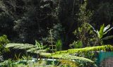 familia Cyatheaceae